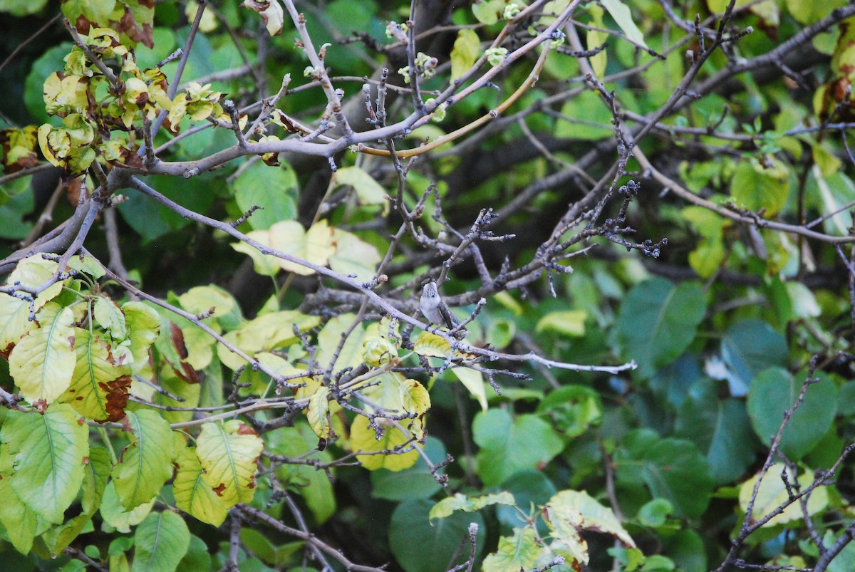 Black-chinned Hummingbird - ML621153154