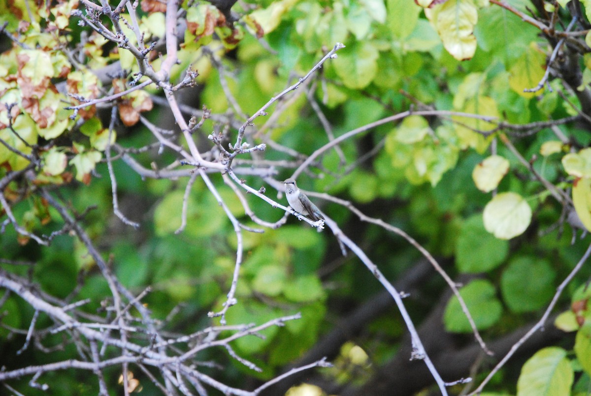 Black-chinned Hummingbird - ML621153155