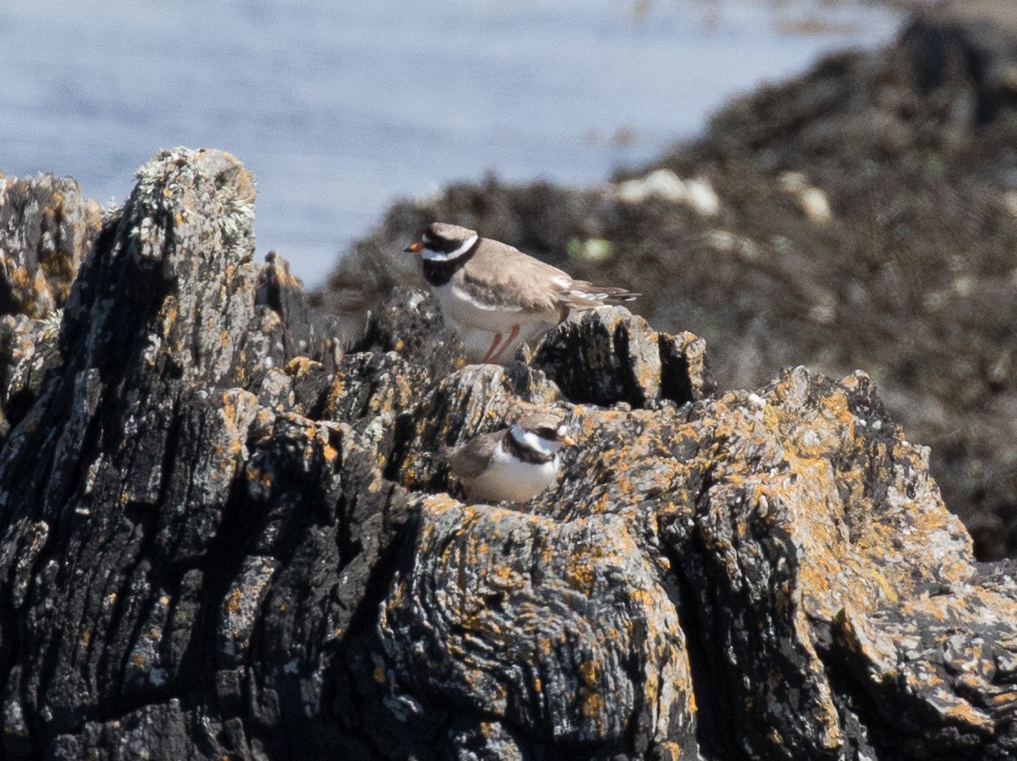 Common Ringed Plover - ML621153162