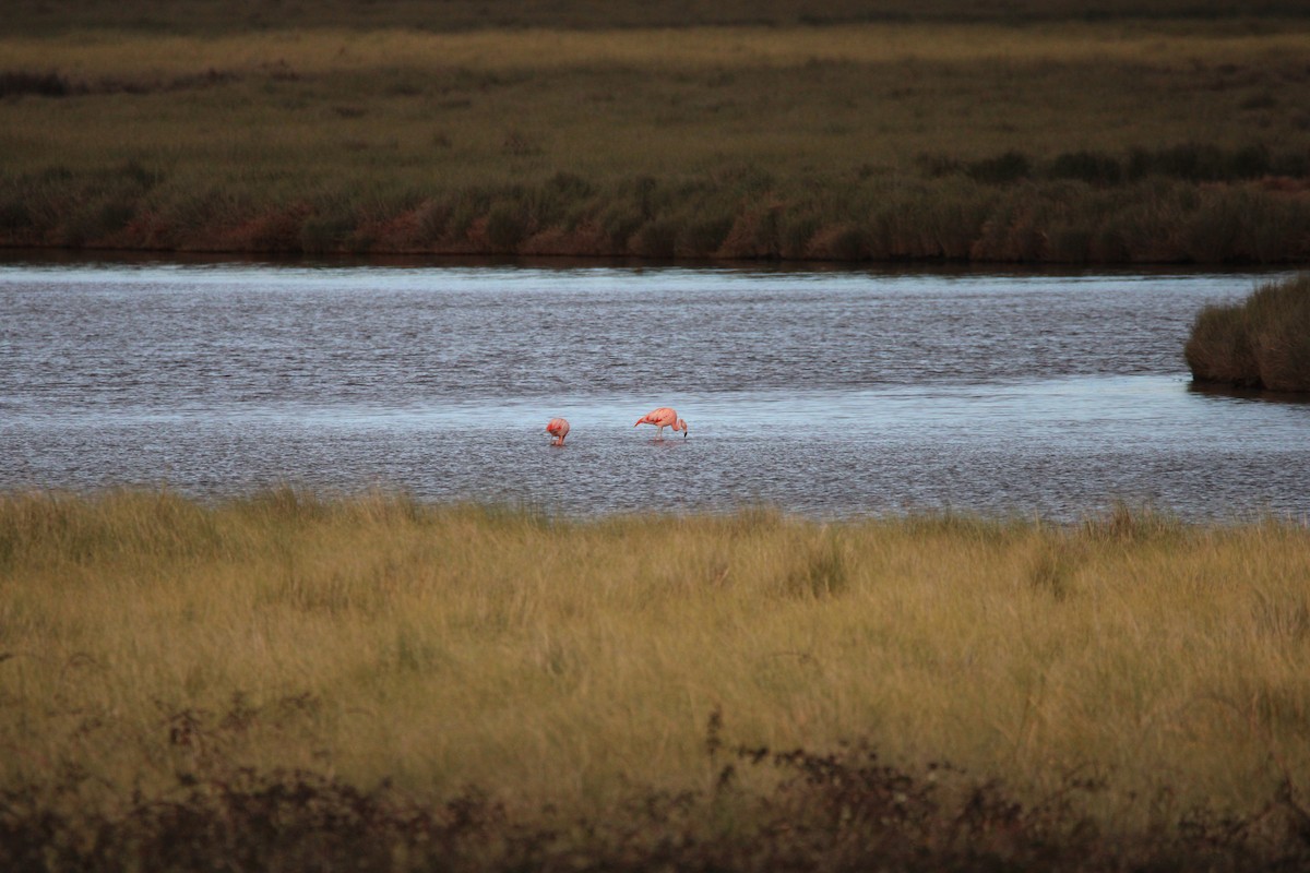 Şili Flamingosu - ML621153176