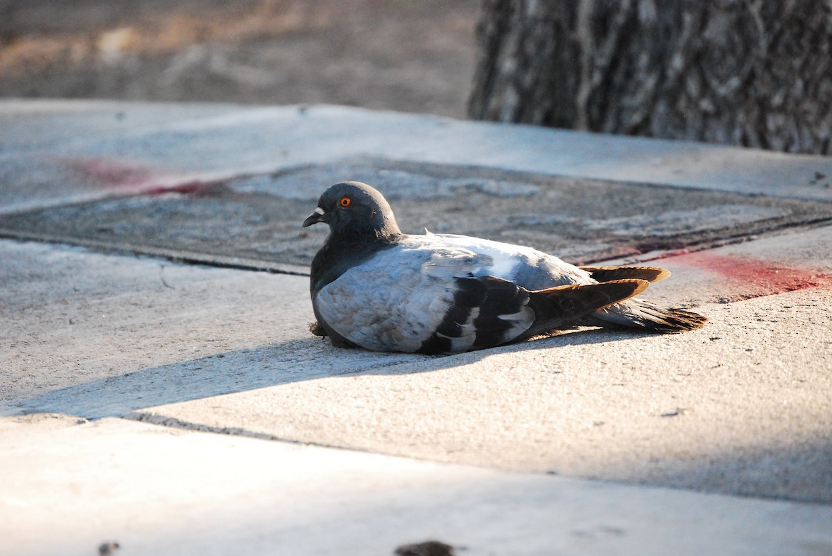 Rock Pigeon (Feral Pigeon) - ML621153213