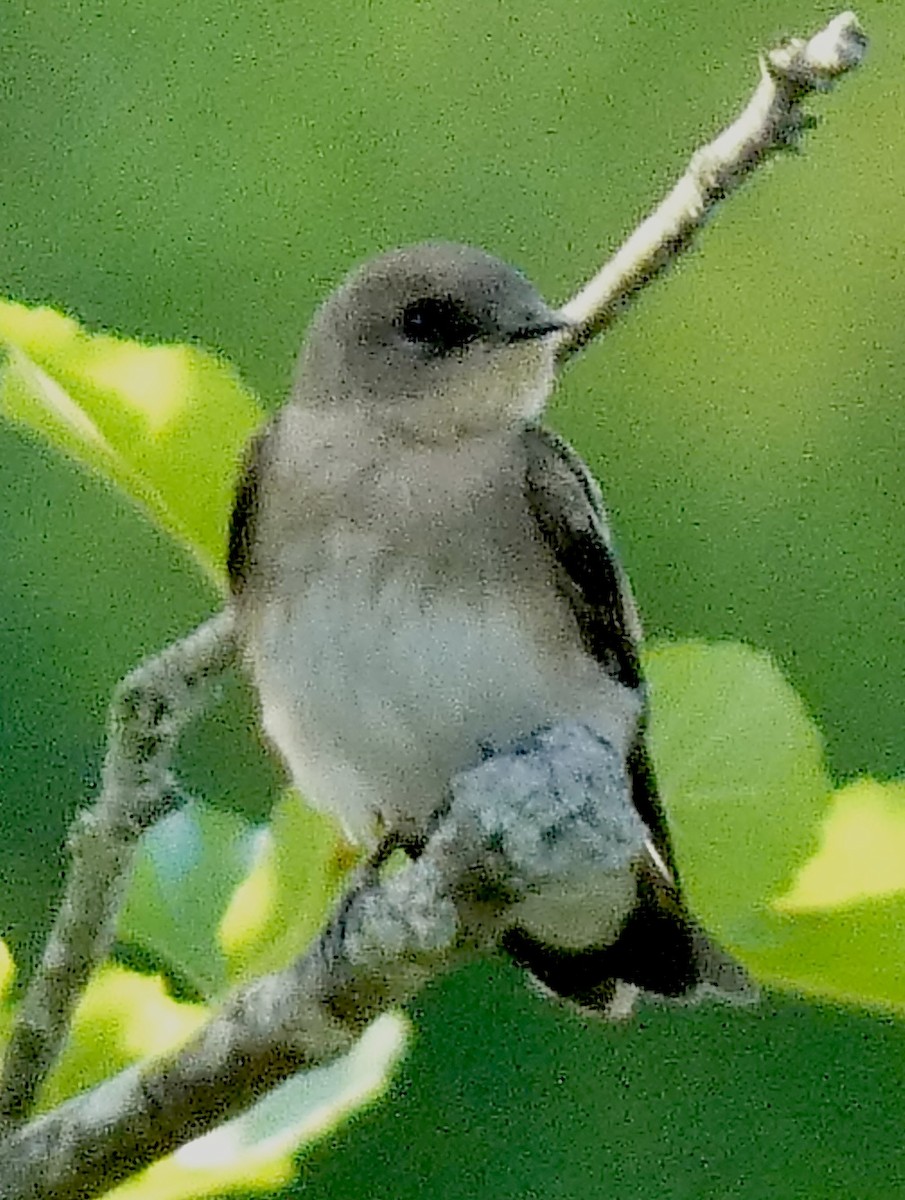 Northern Rough-winged Swallow - ML621153233