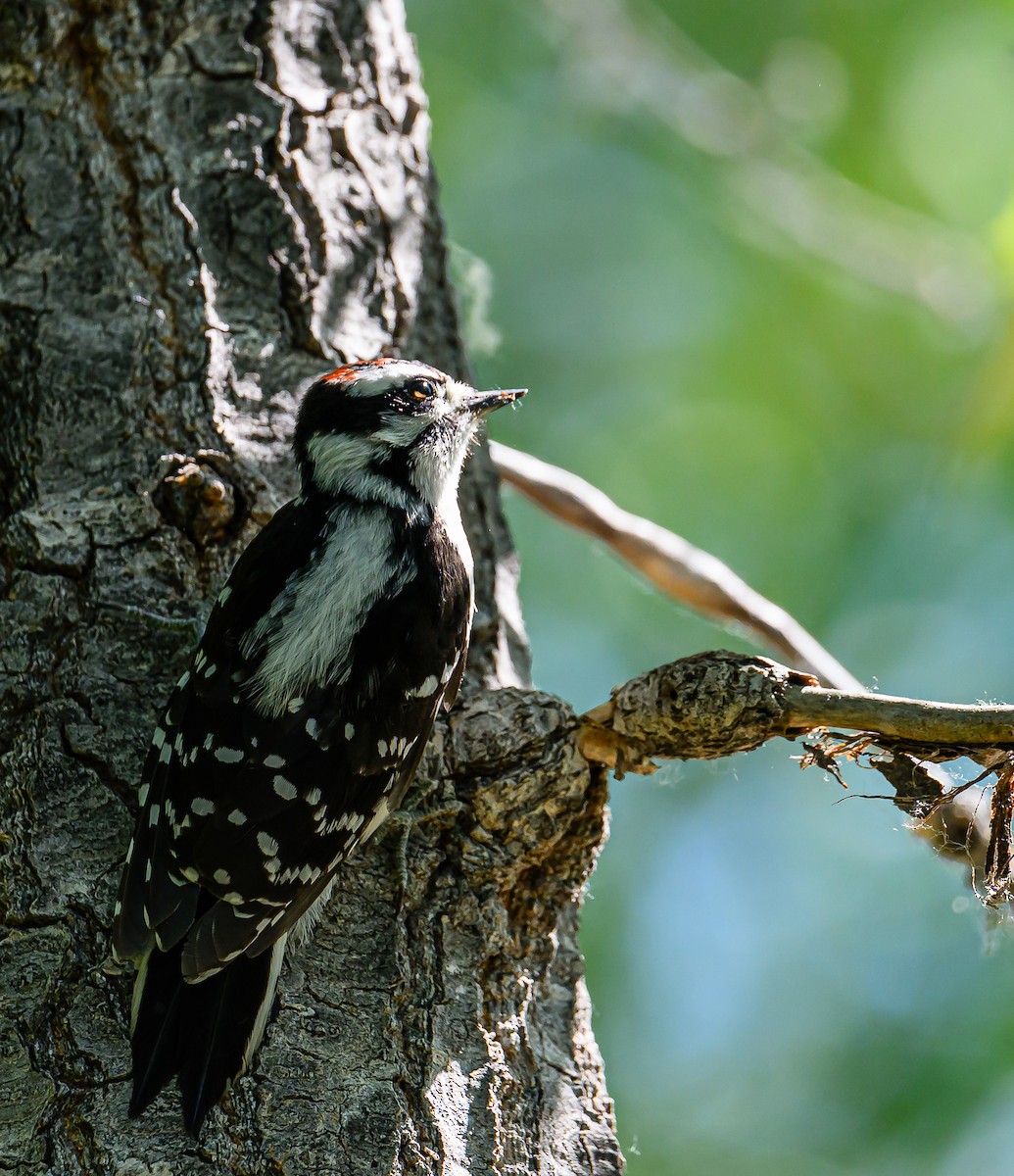 Downy Woodpecker - ML621153244