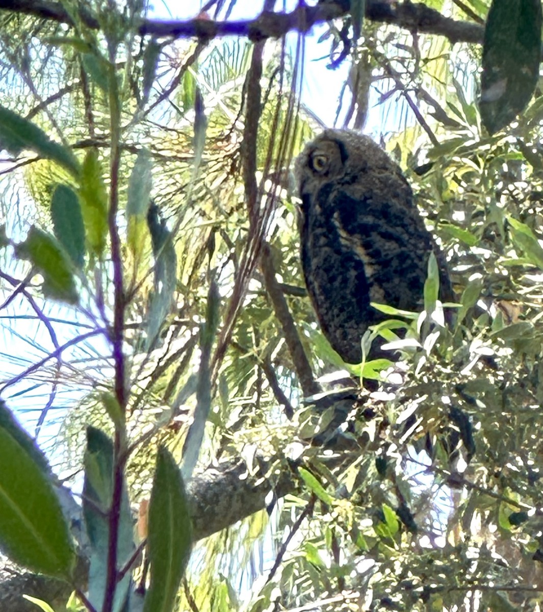 Great Horned Owl - ML621153249