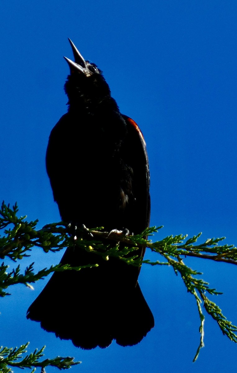 Red-winged Blackbird - ML621153252