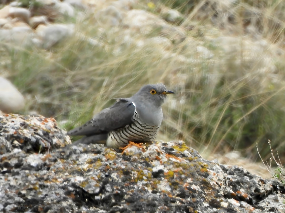 Common Cuckoo - ML621153307