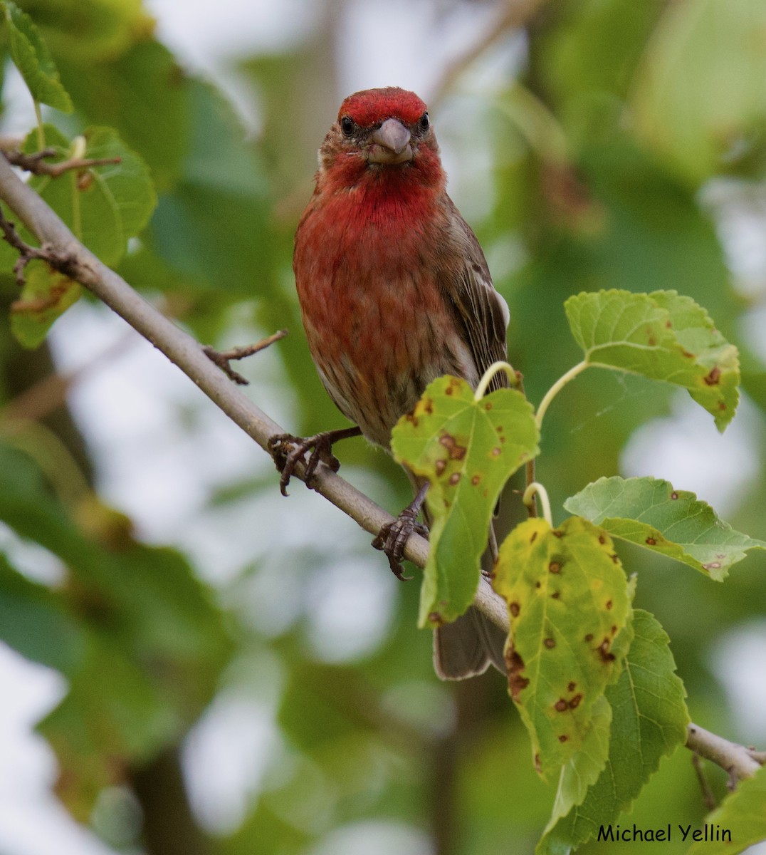 House Finch - ML621153316