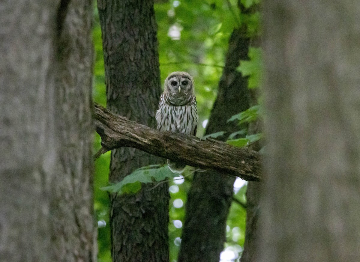 Barred Owl - ML621153318