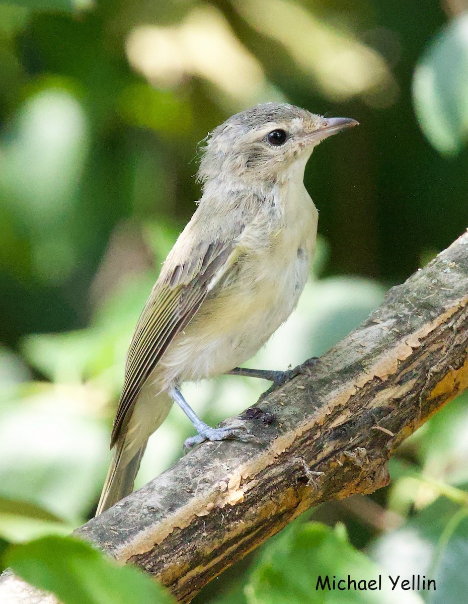 Warbling Vireo (Eastern) - ML621153321