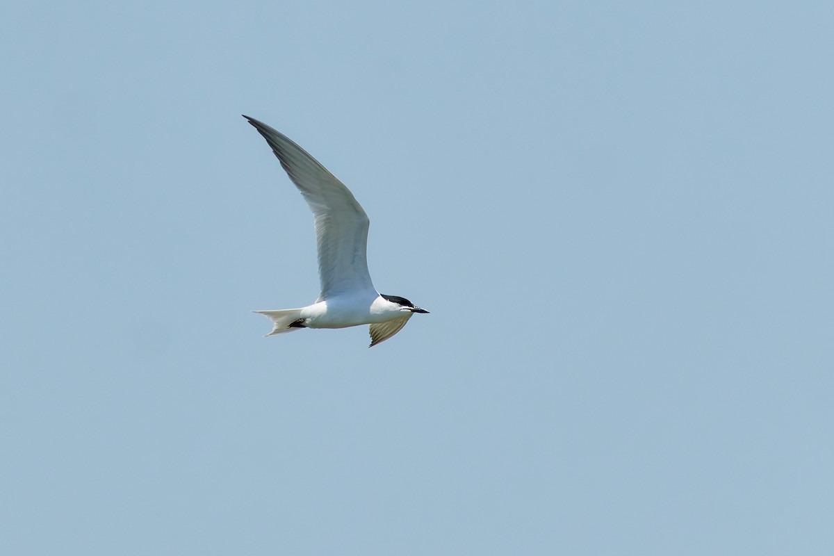 Gull-billed Tern - ML621153327
