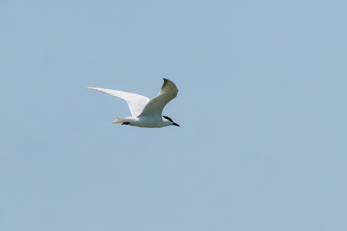 Gull-billed Tern - ML621153330