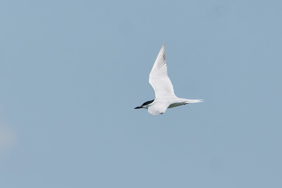 Gull-billed Tern - ML621153332