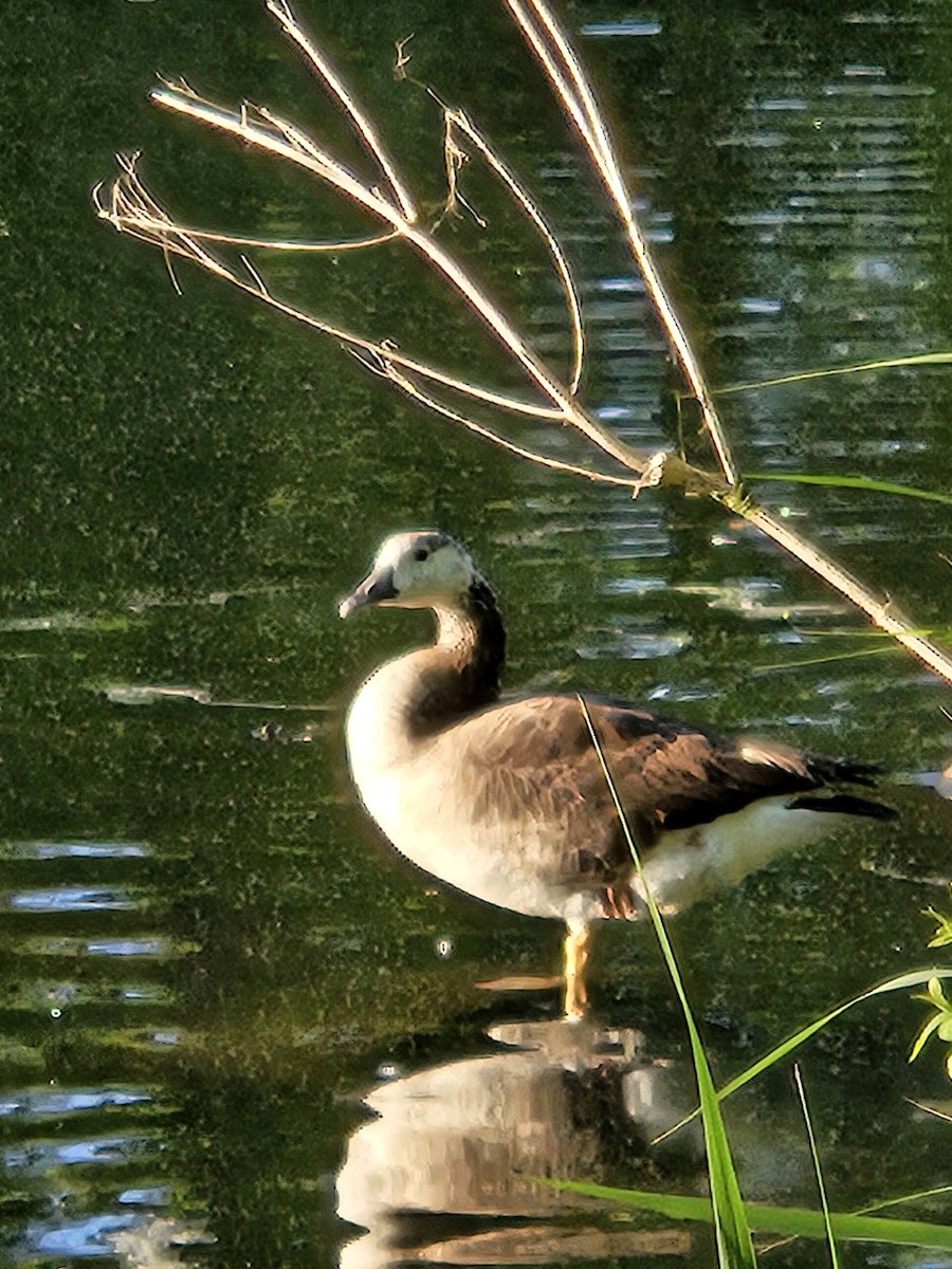 Domestic goose sp. x Canada Goose (hybrid) - ML621153347