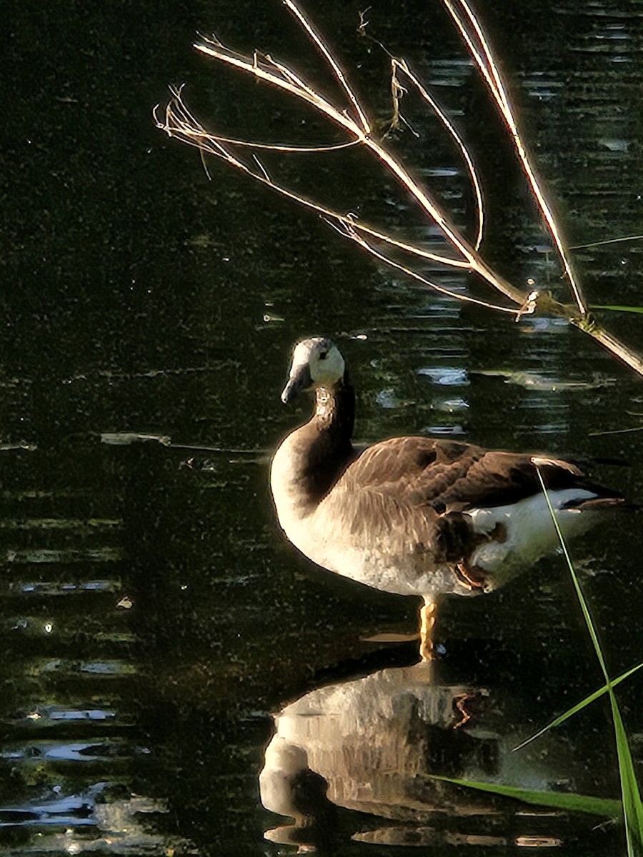 Domestic goose sp. x Canada Goose (hybrid) - ML621153349