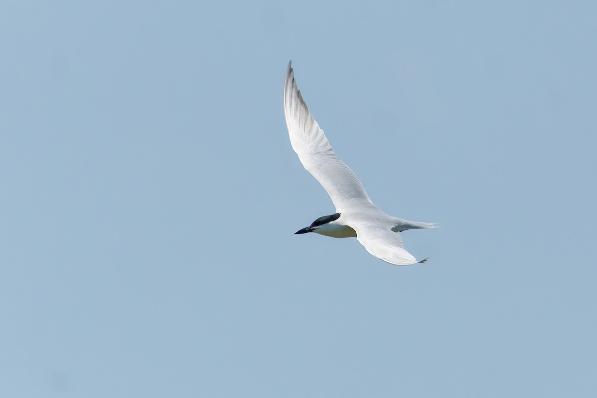 Gull-billed Tern - ML621153352