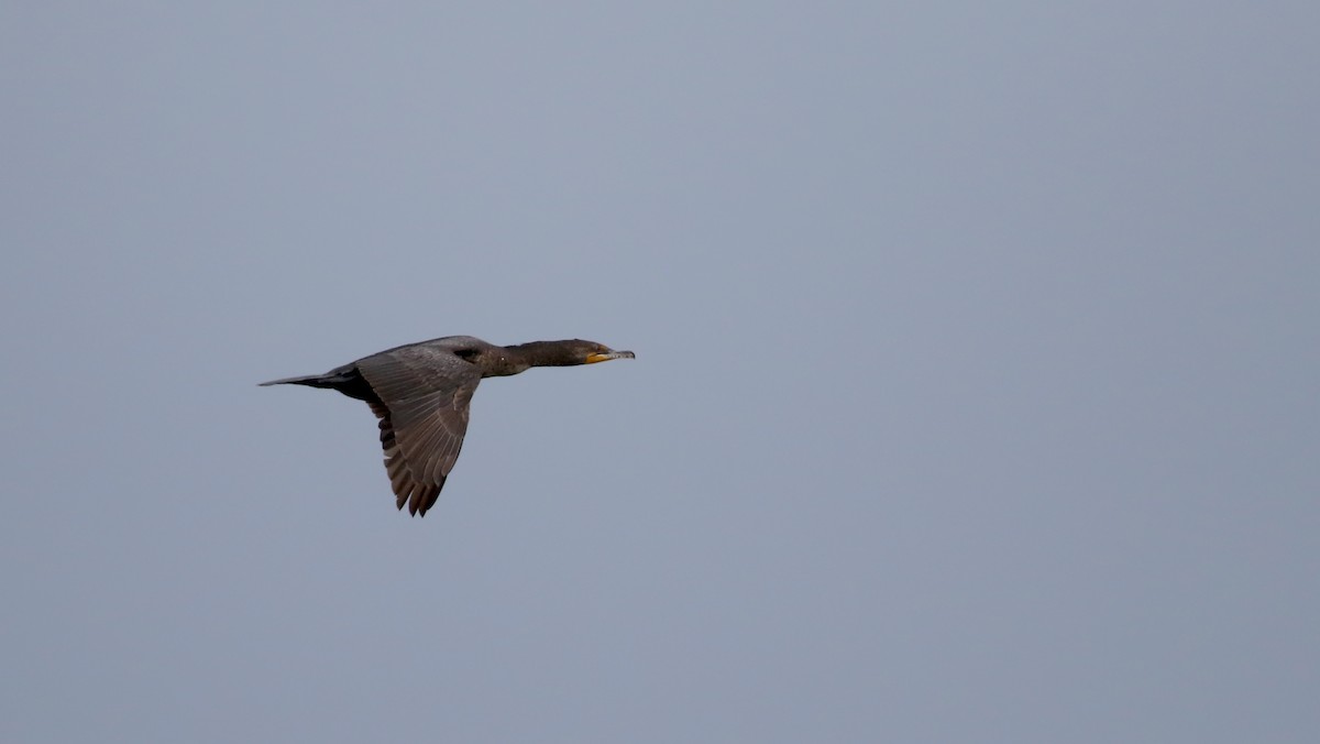 Double-crested Cormorant - ML62115341