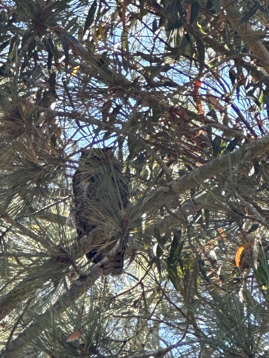 Great Horned Owl - ML621153415