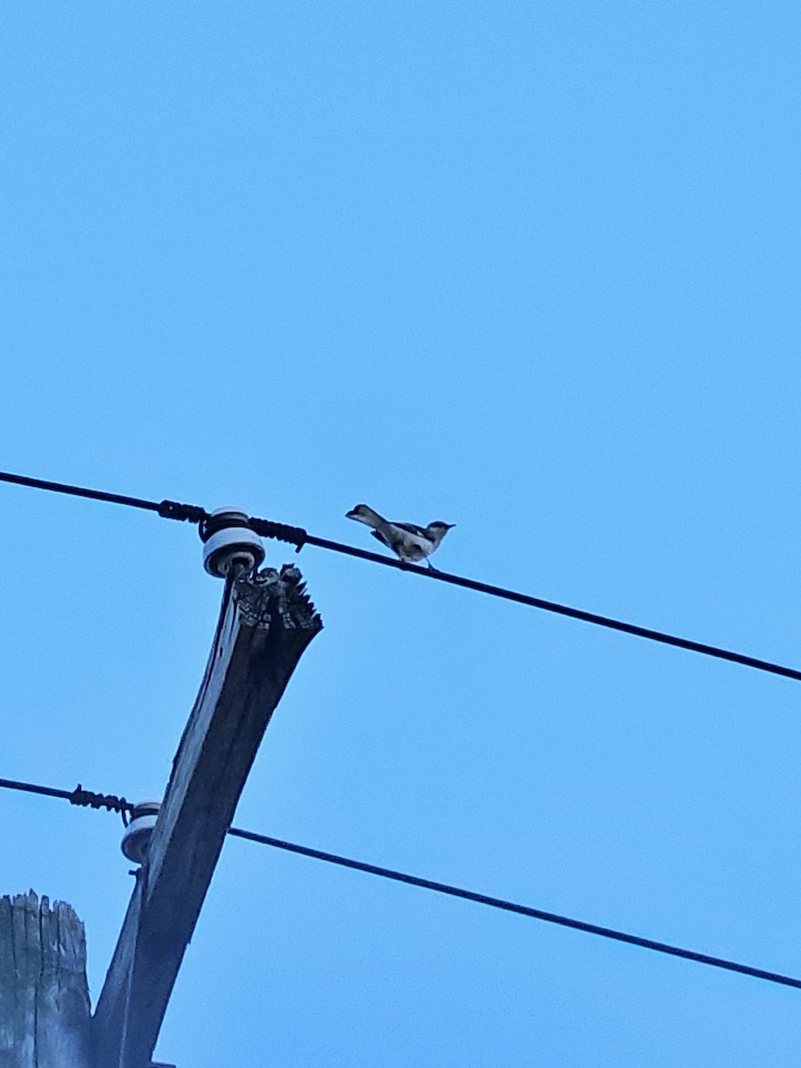 Northern Mockingbird - ML621153420