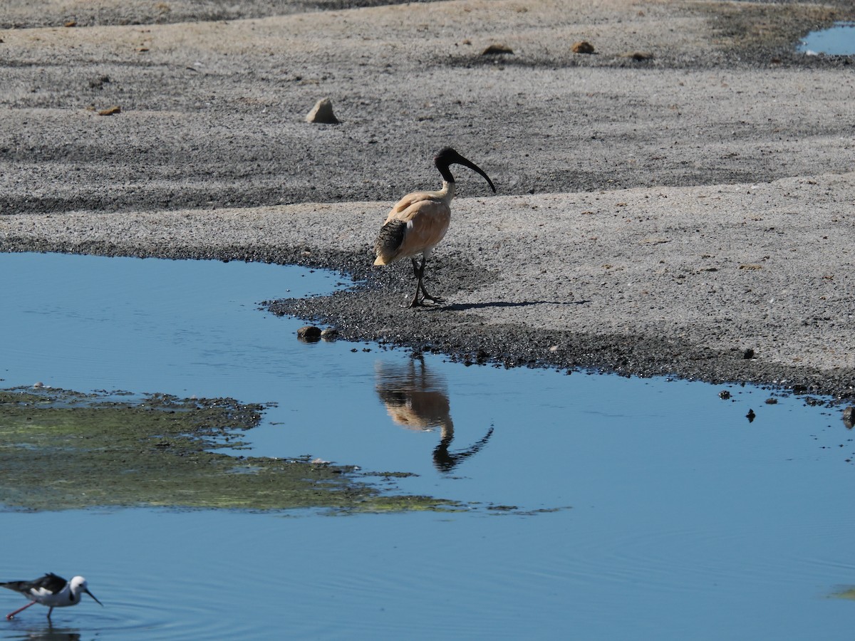 ibis australský - ML621153439