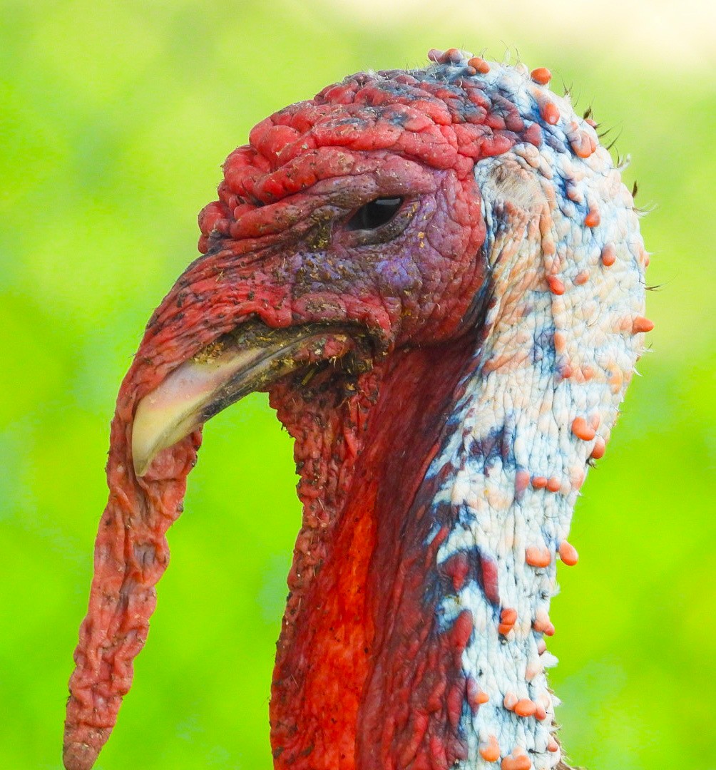 Wild Turkey (Domestic type) - ML621153452