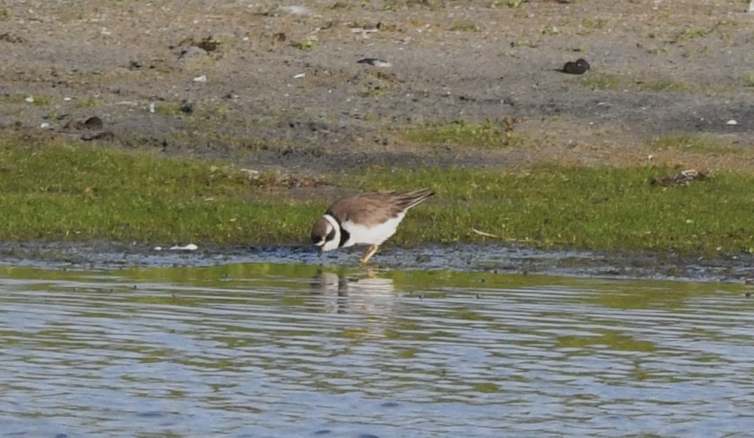 Semipalmated Plover - ML621153457