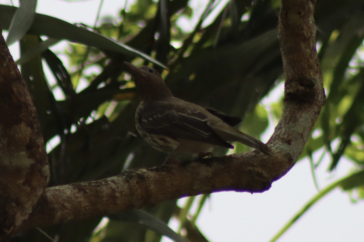 Australasian Figbird - ML621153459