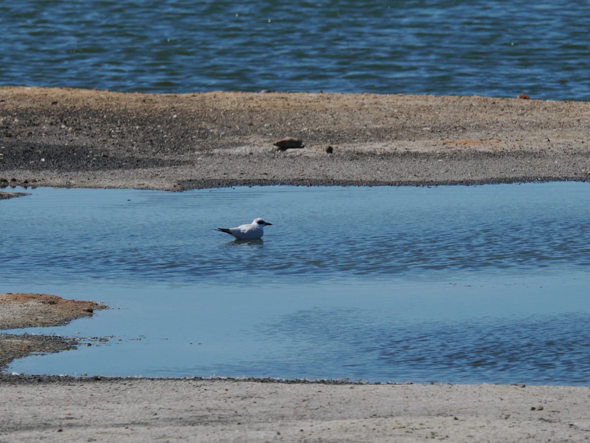 Gull-billed Tern - ML621153475