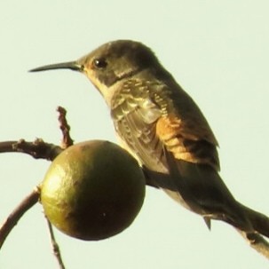 kolibřík fialovouchý - ML621153504