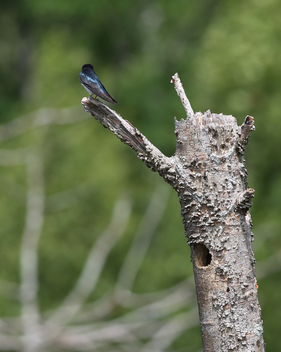 Tree Swallow - ML621153509
