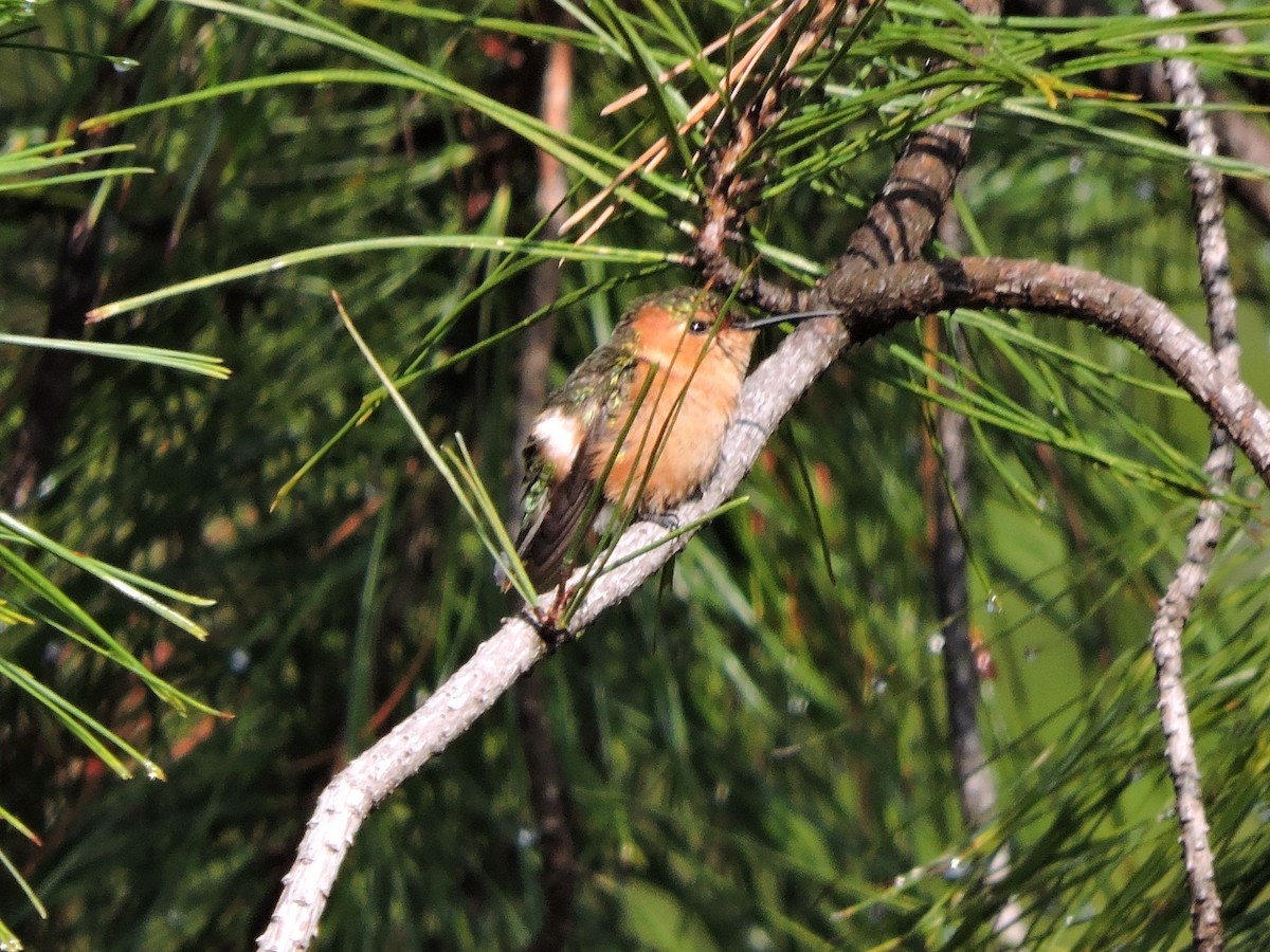 Sparkling-tailed Hummingbird - ML621153563