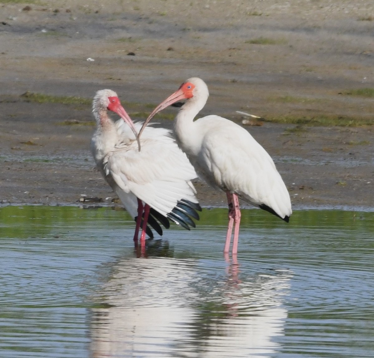 ibis bílý - ML621153564