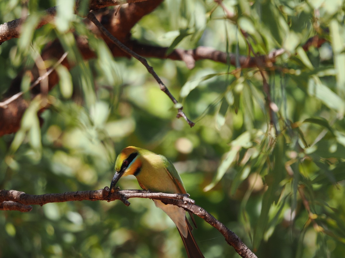 Rainbow Bee-eater - ML621153569