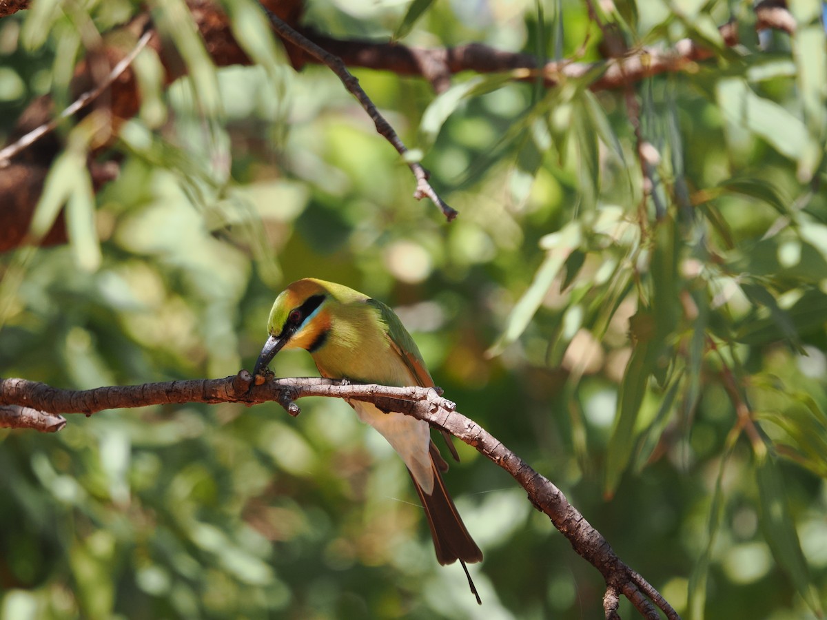 Rainbow Bee-eater - ML621153570