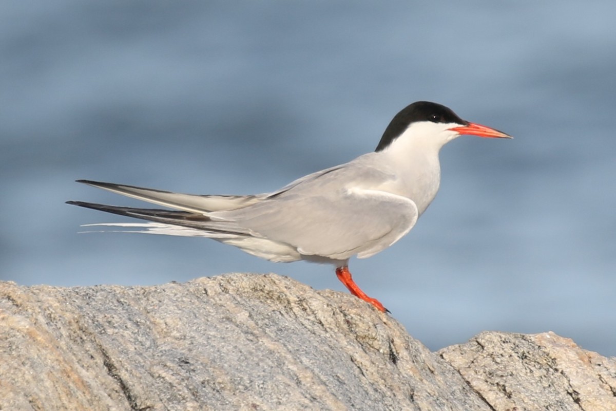 Common Tern - ML621153577