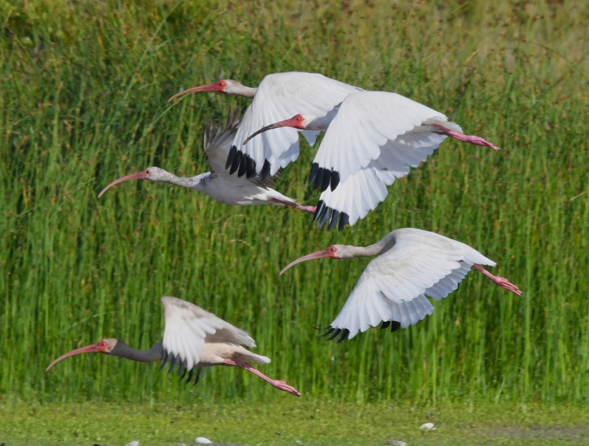 ibis bílý - ML621153580