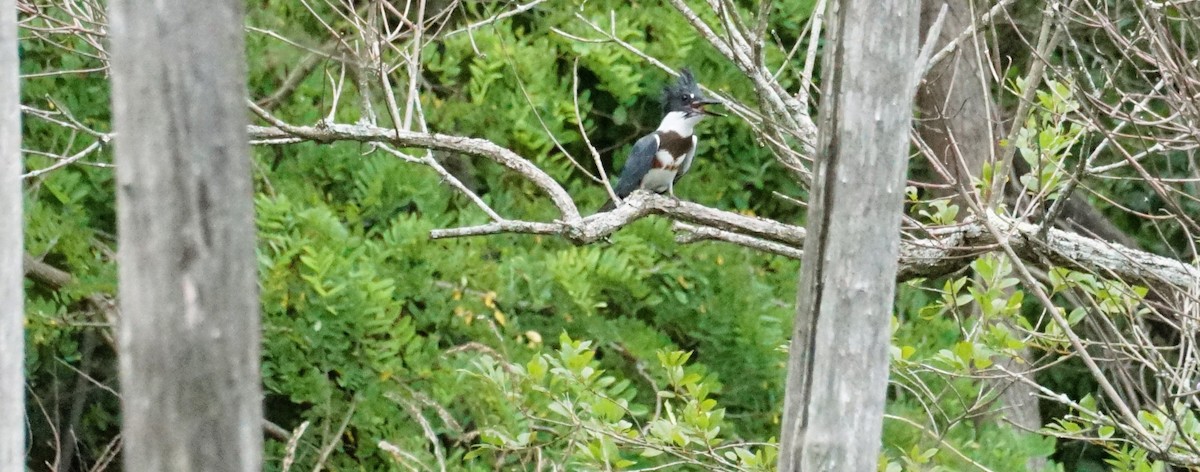 Belted Kingfisher - ML621153584