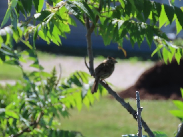 Swamp Sparrow - ML621153592