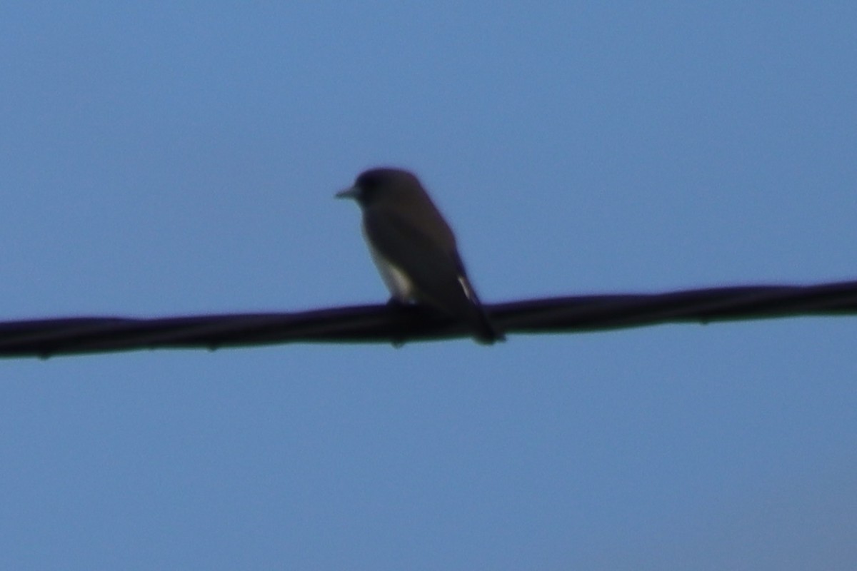 White-breasted Woodswallow - ML621153597