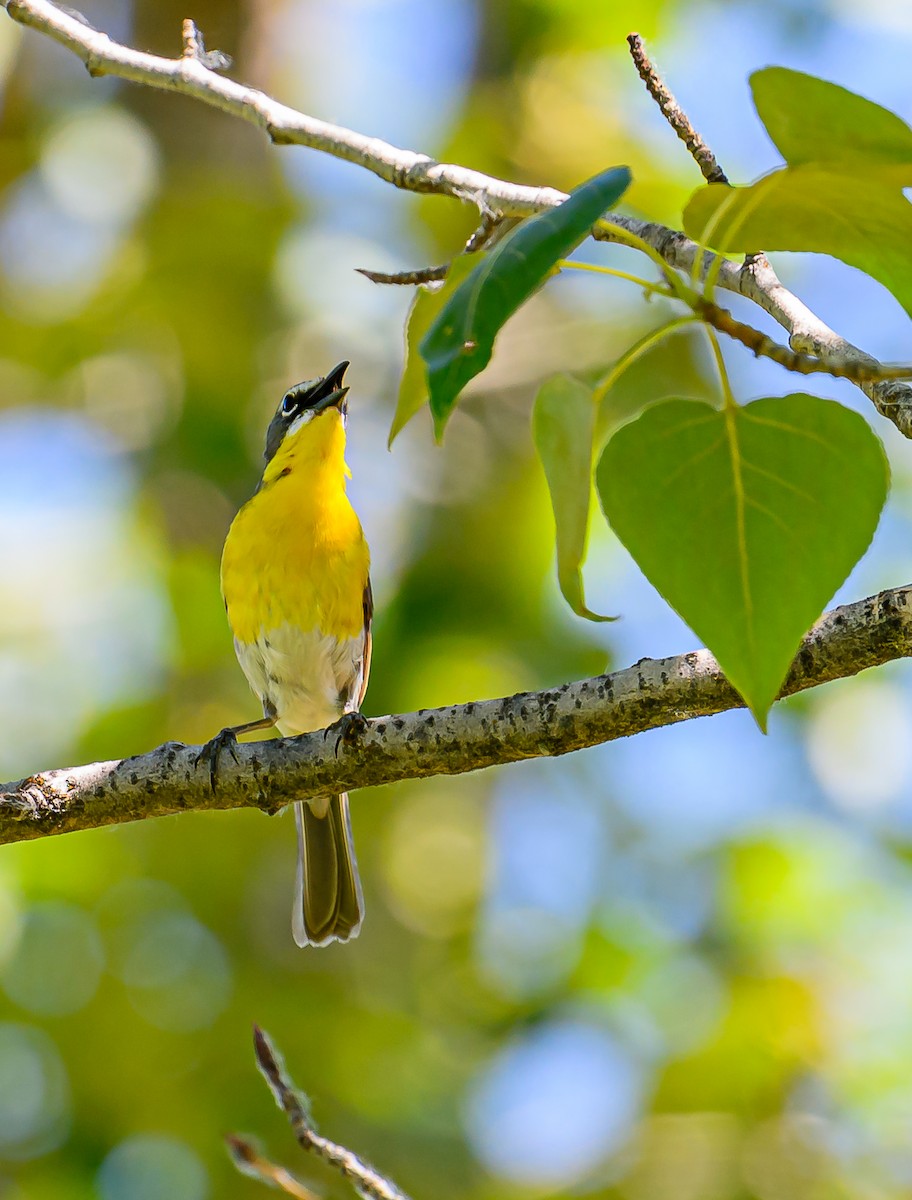 Yellow-breasted Chat - ML621153624