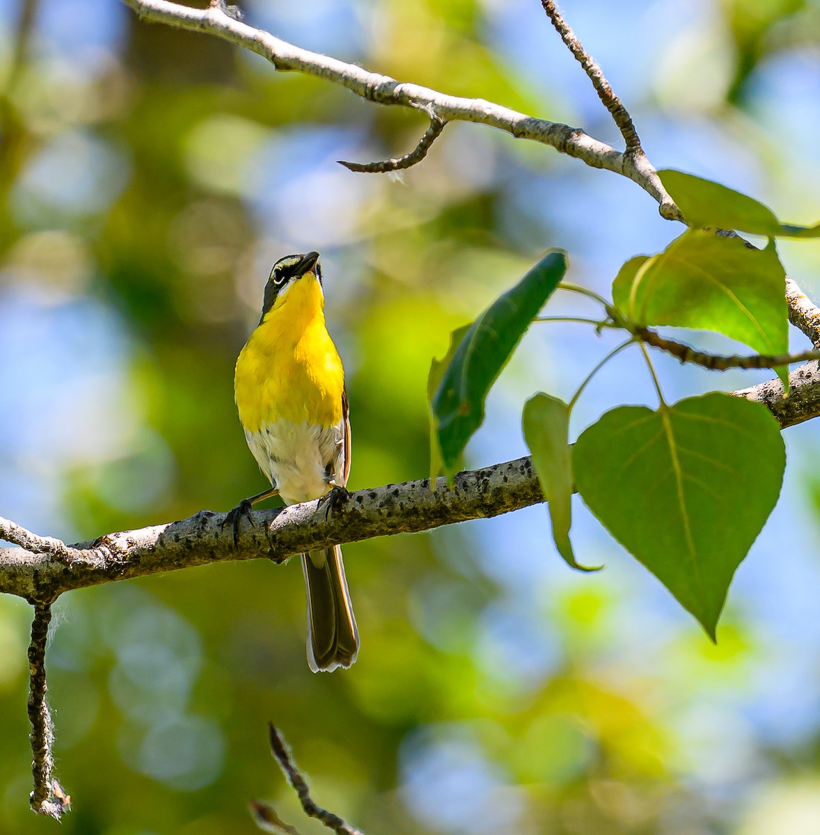 Yellow-breasted Chat - ML621153625