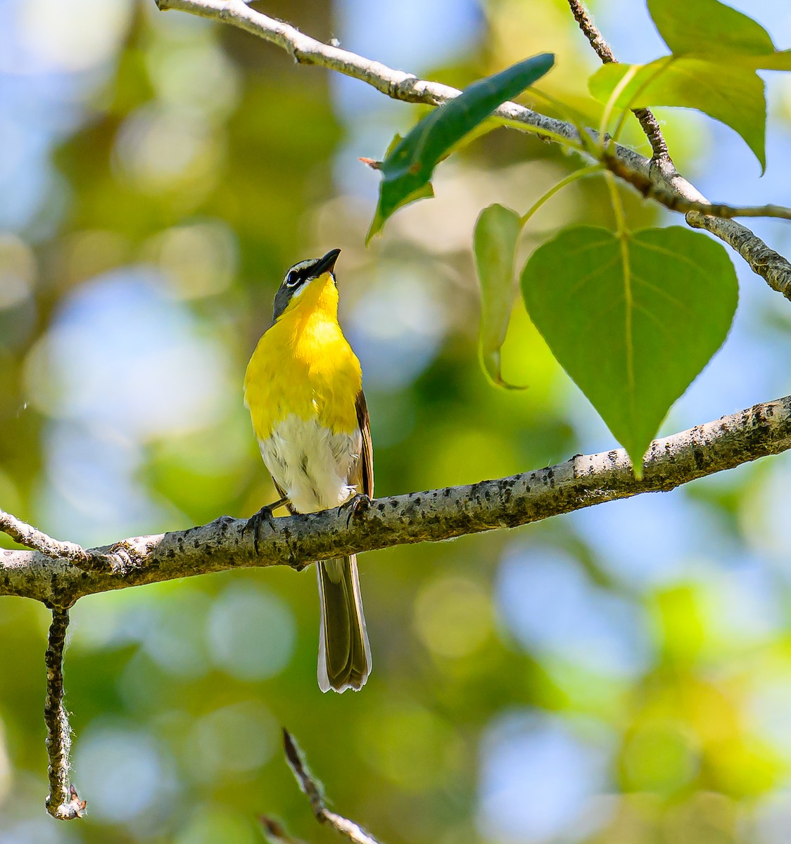 Yellow-breasted Chat - ML621153626