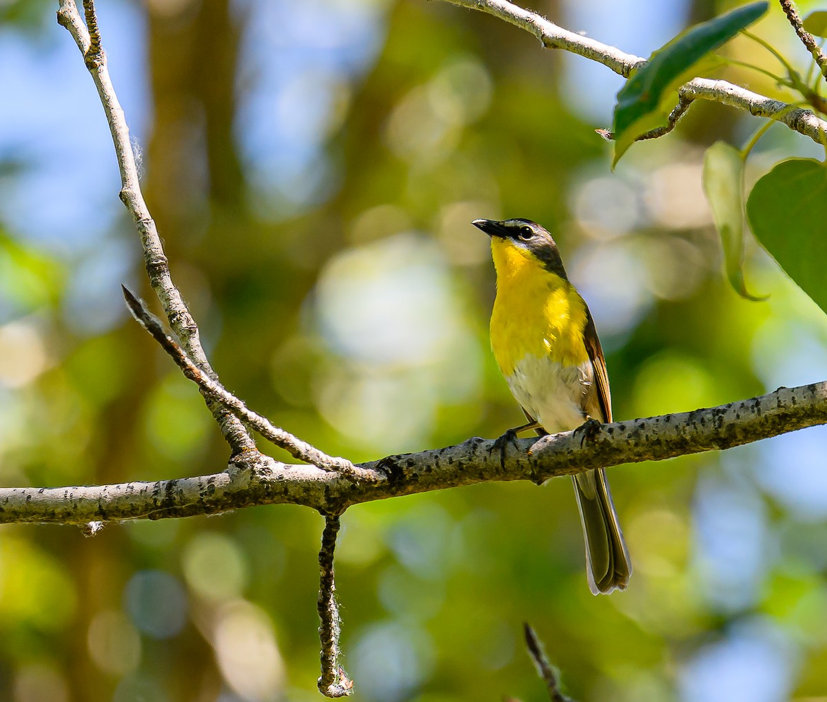 Yellow-breasted Chat - ML621153627