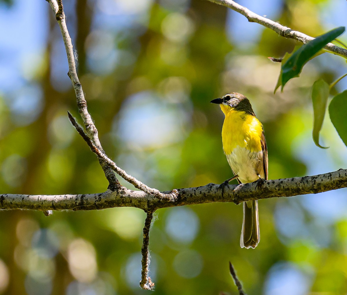 Yellow-breasted Chat - ML621153630