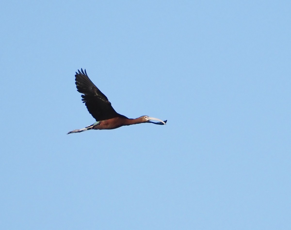 White-faced Ibis - ML621153653