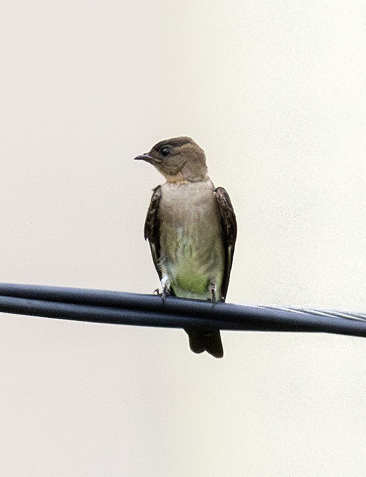 Southern Rough-winged Swallow - ML621153661