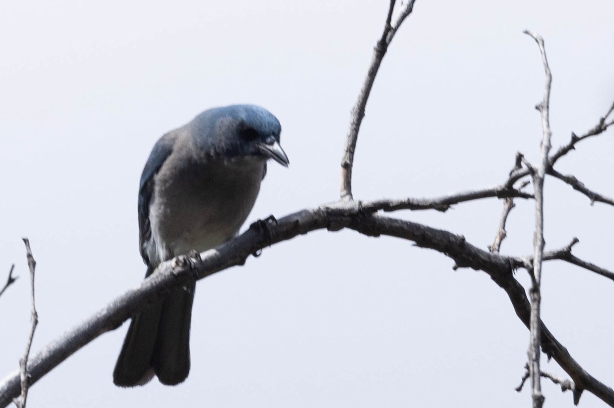 Mexican Jay - ML621153675