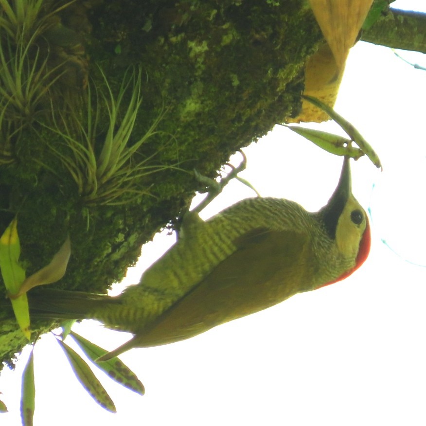 Golden-olive Woodpecker - ML621153676