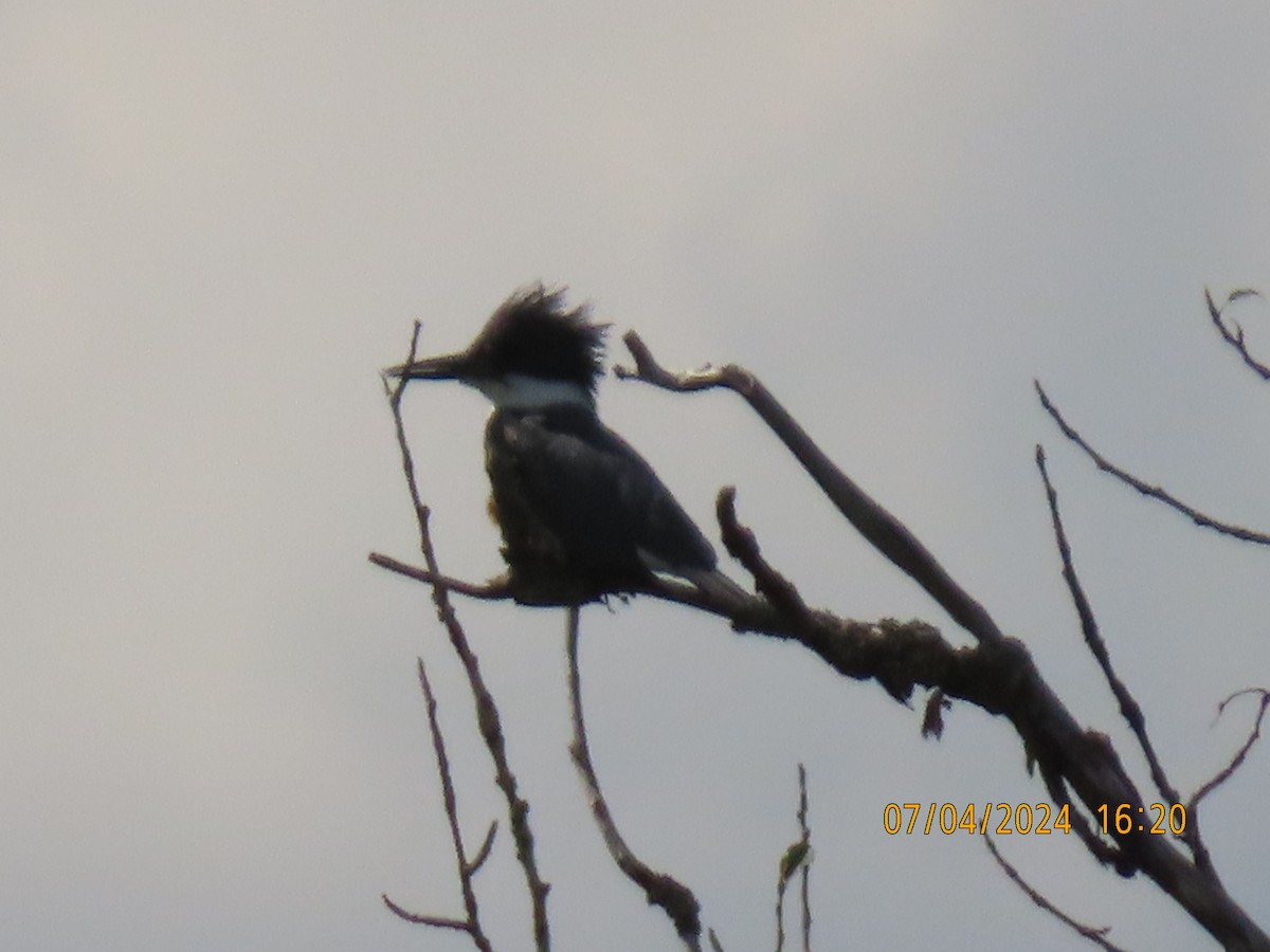 Belted Kingfisher - ML621153681