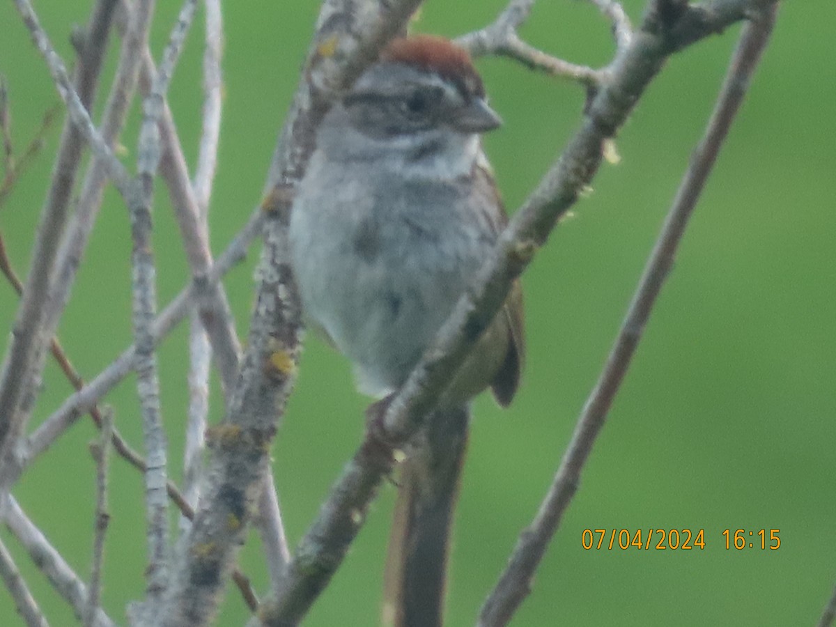 Swamp Sparrow - ML621153711