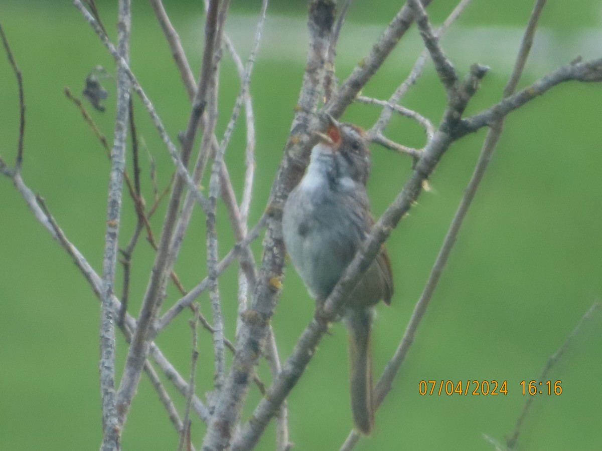Swamp Sparrow - gabrielle jastrebski